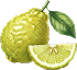 Pütürlü Bergamot