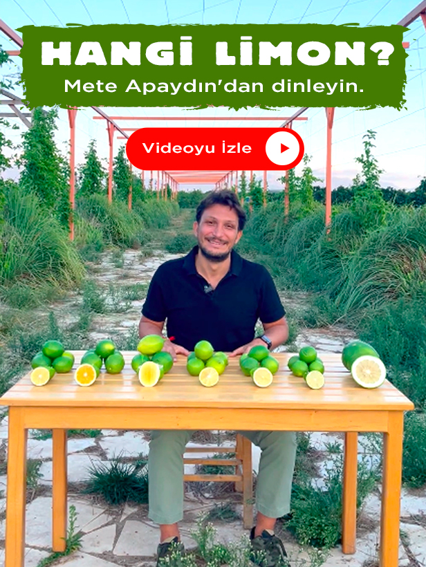 Portakalbahcem